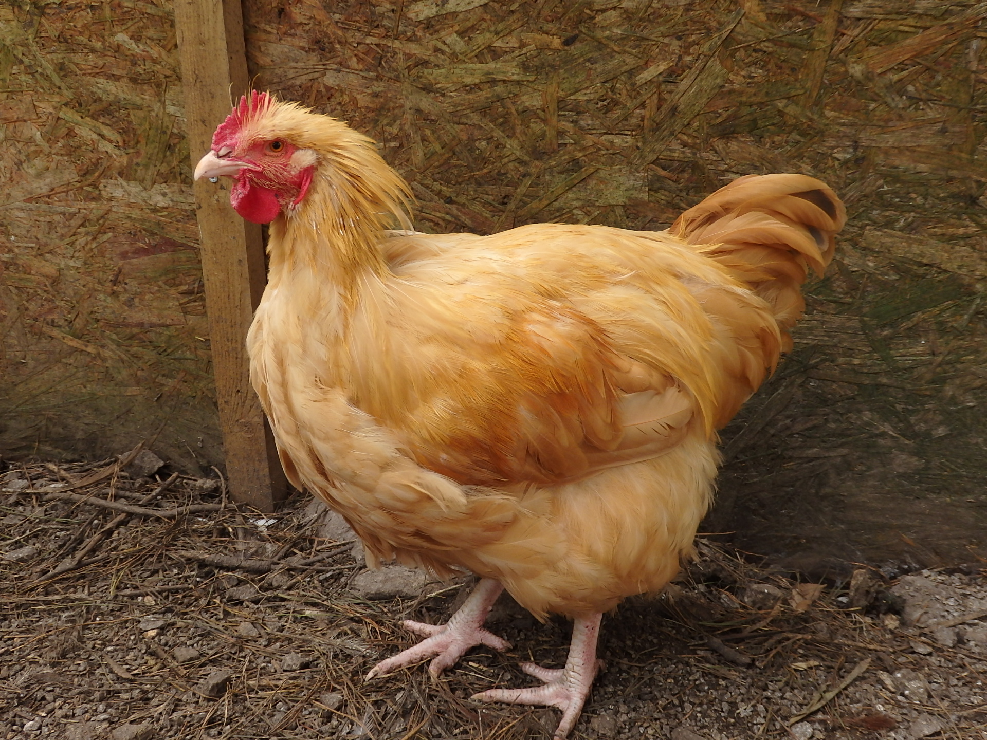 Bluebell Chickens For Sale Near Me - Zahra Blog
